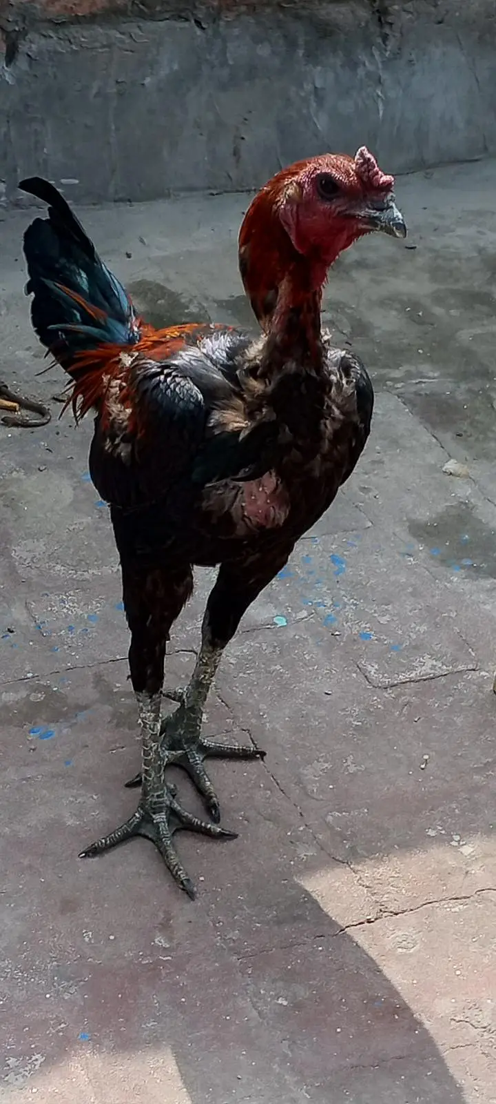 pkoya male dragon female pkoyi patthi available 03126612828 — photo 2