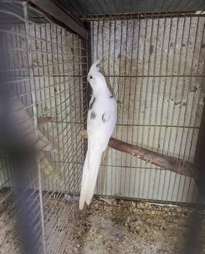v paid spotted female