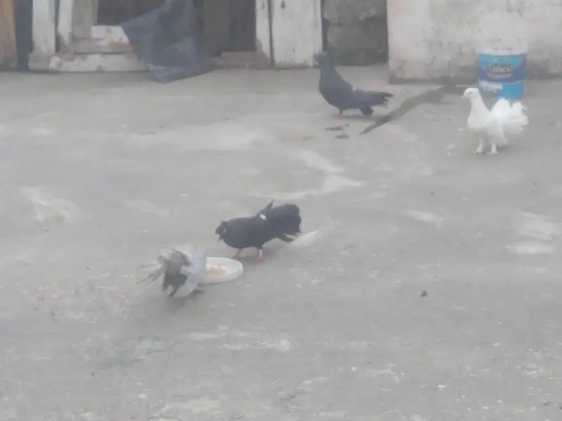 2 pairs lake kabootar — photo 2