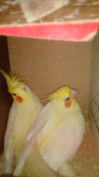 cremino red eye pair