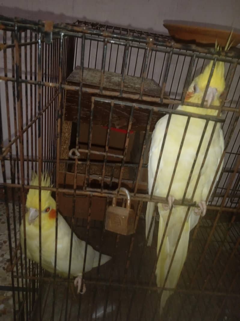 cremino red eye pair 1