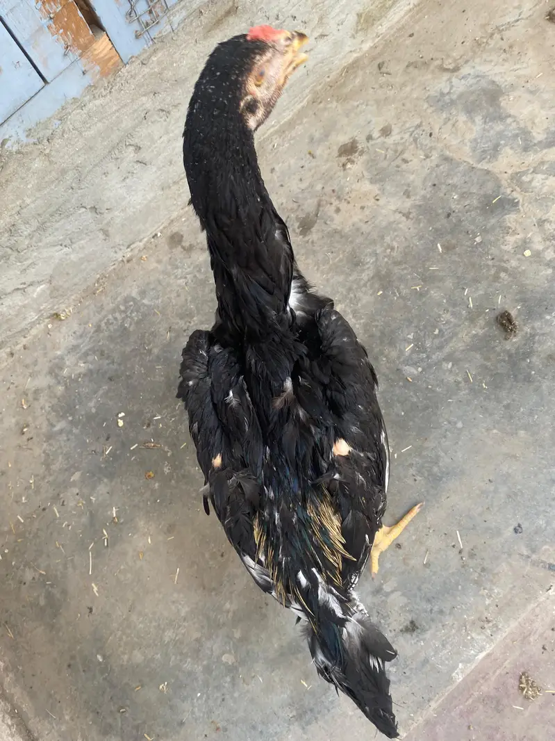 خالص ہائی کوالٹی اصیل پٹھے فروخت کے لیے موجود ہیں۔ — photo 3