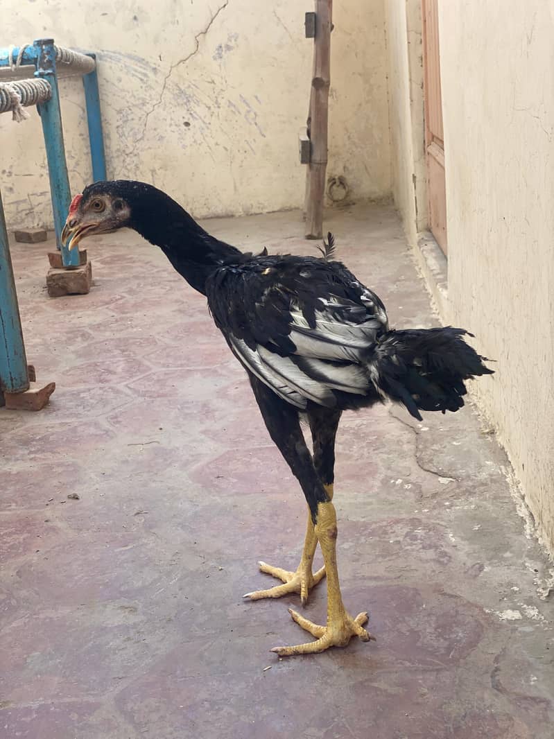 خالص ہائی کوالٹی اصیل پٹھے فروخت کے لیے موجود ہیں۔ 0