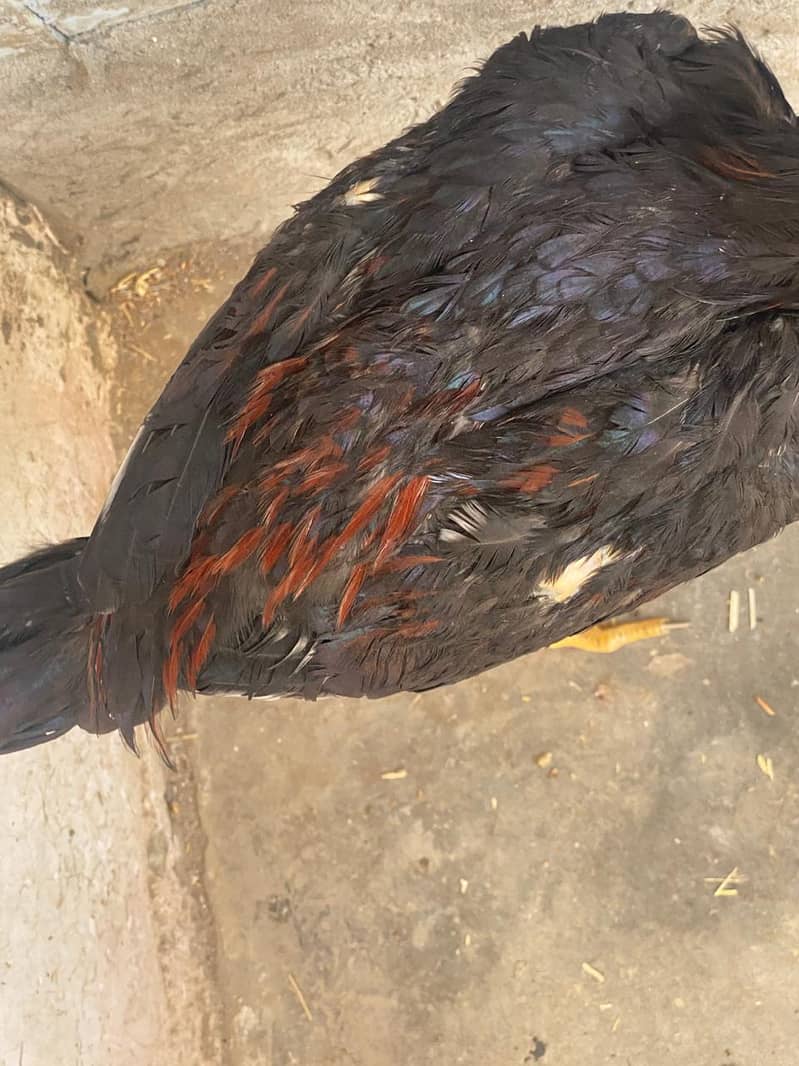 خالص ہائی کوالٹی اصیل پٹھے فروخت کے لیے موجود ہیں۔ 5
