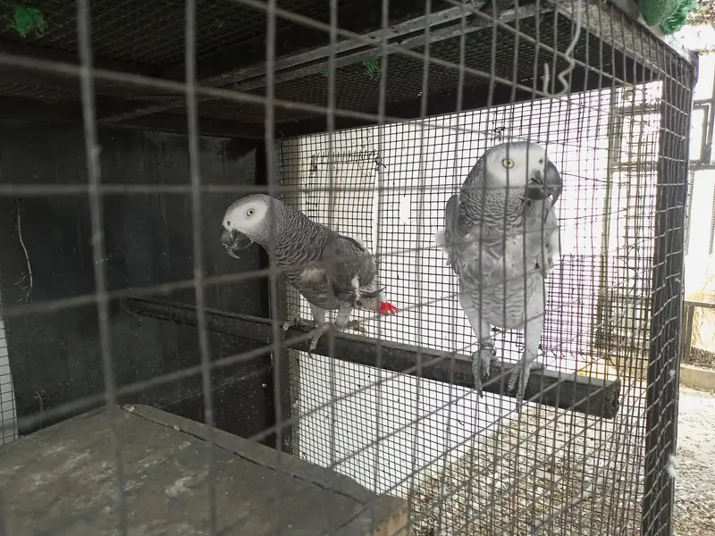 African Grey Breeder pair — photo 3