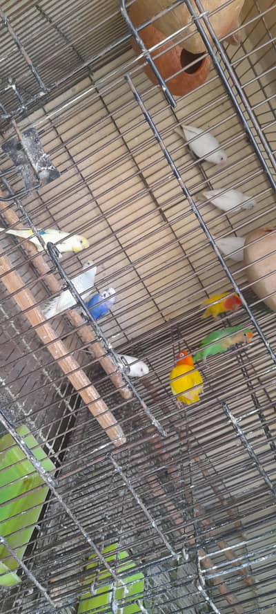 all breder pair for sale sab ik sath deny madni kumharanwala multan