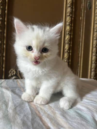 Persian white kittens semi-punch face available