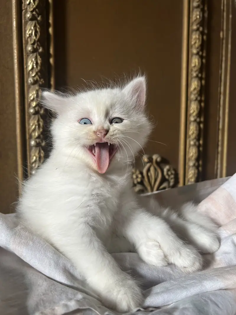 Persian white kittens semi-punch face available — photo 2