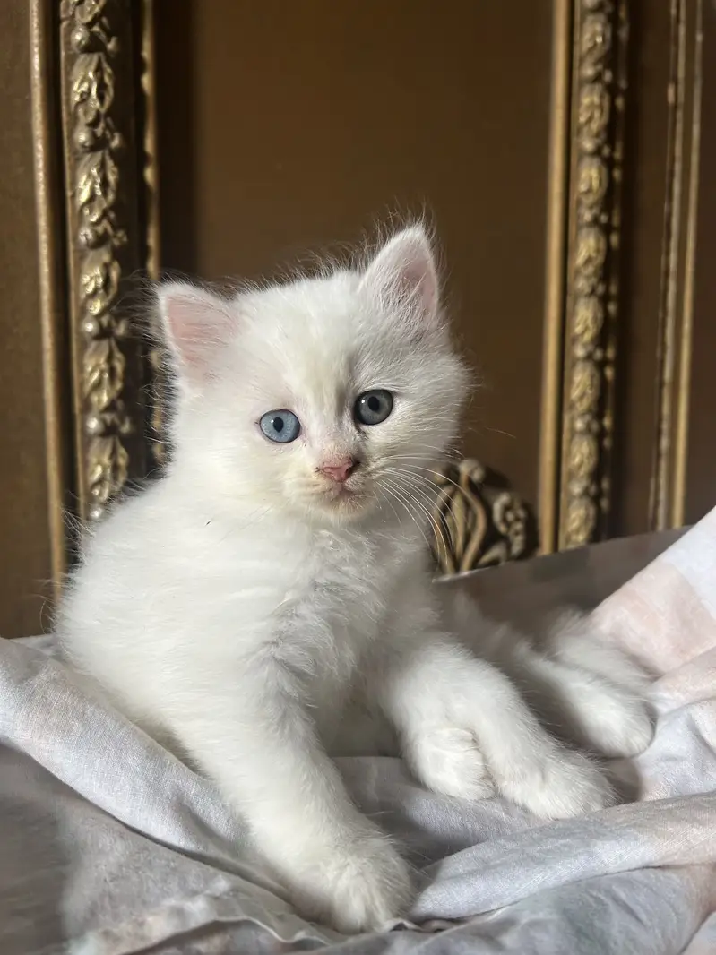 Persian white kittens semi-punch face available — photo 4