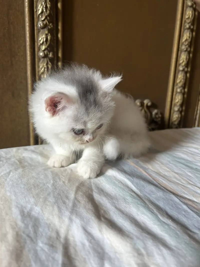 Persian white kittens semi-punch face available — photo 5
