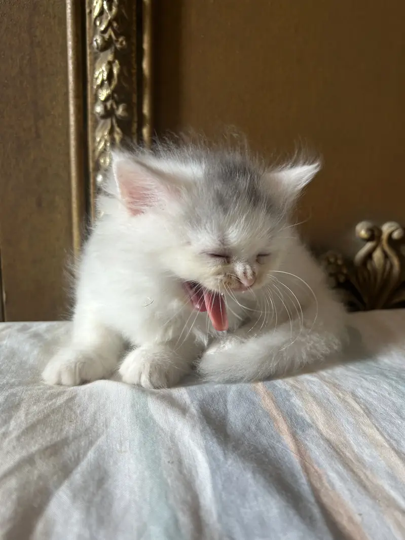 Persian white kittens semi-punch face available — photo 6