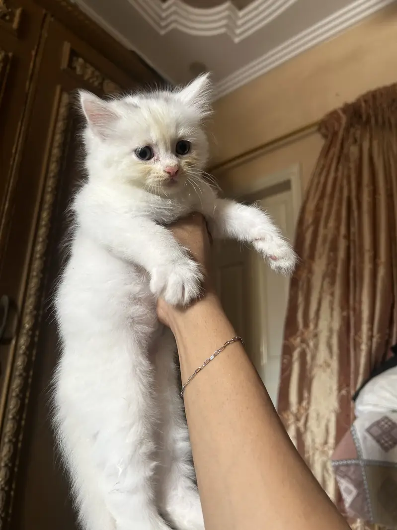 Persian white kittens semi-punch face available — photo 7