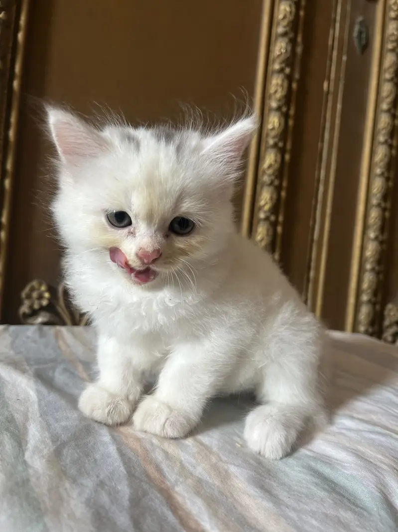 Persian white kittens semi-punch face available — photo 8