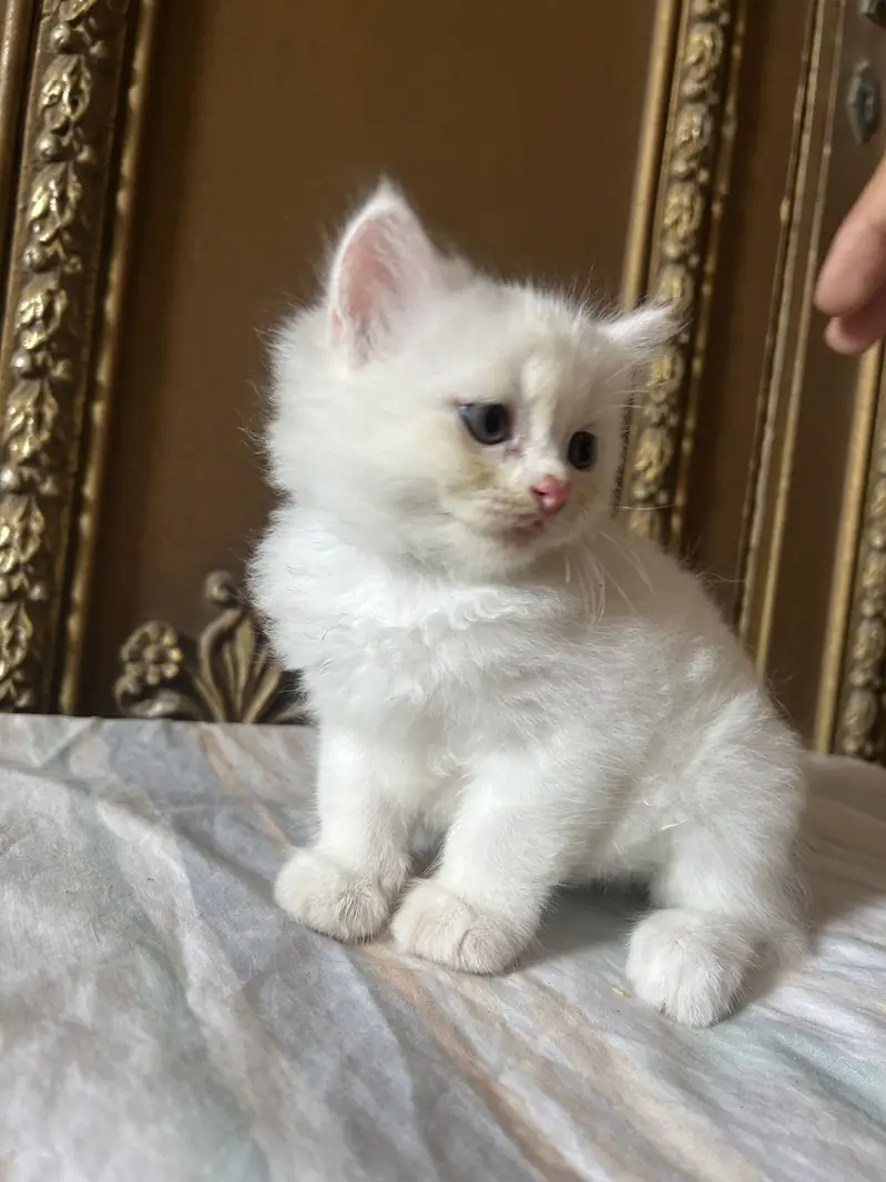 Persian white kittens semi-punch face available — photo 9
