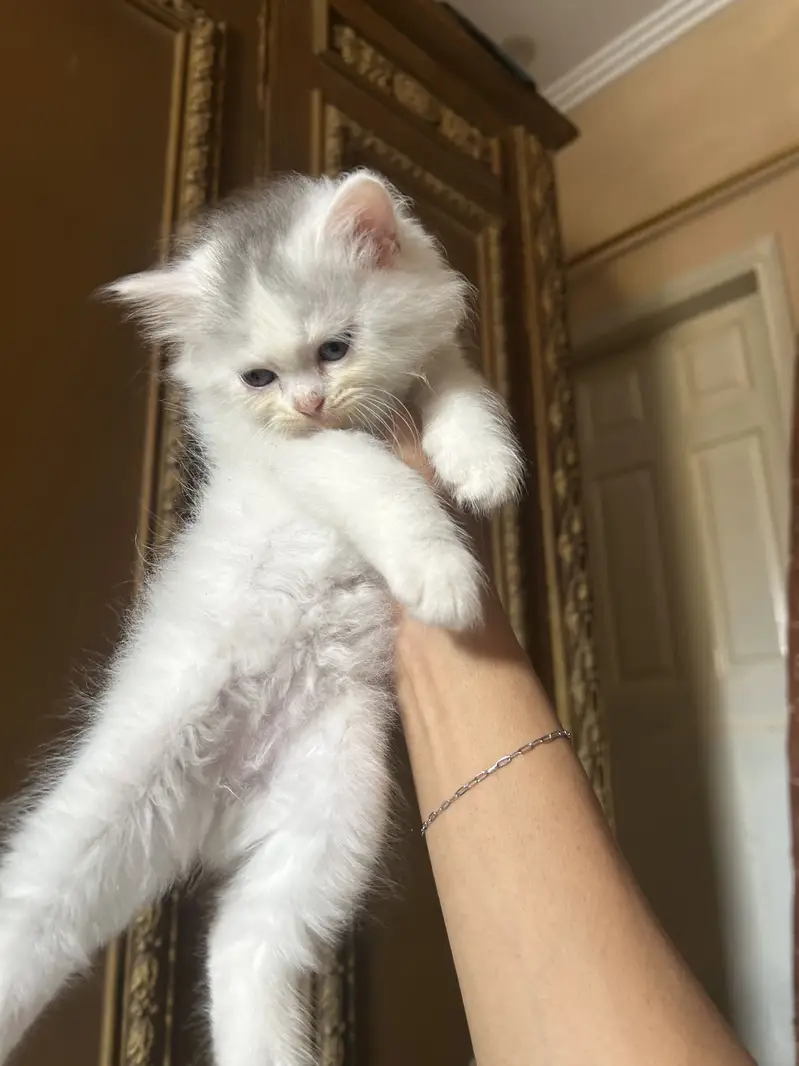 Persian white kittens semi-punch face available — photo 10