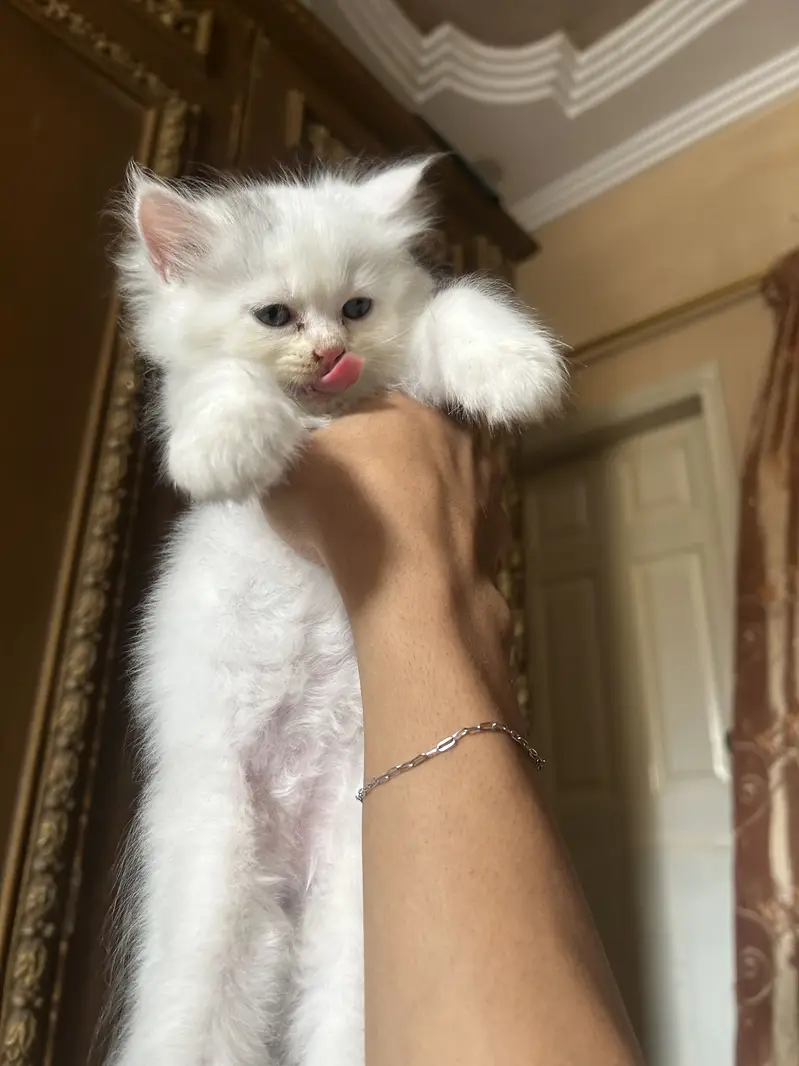 Persian white kittens semi-punch face available — photo 11