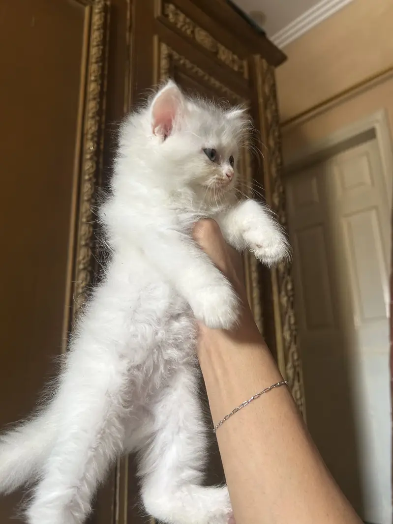 Persian white kittens semi-punch face available — photo 12