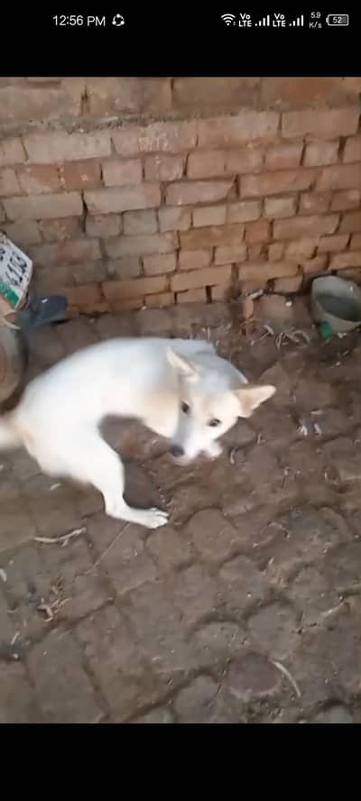 Russian dog available