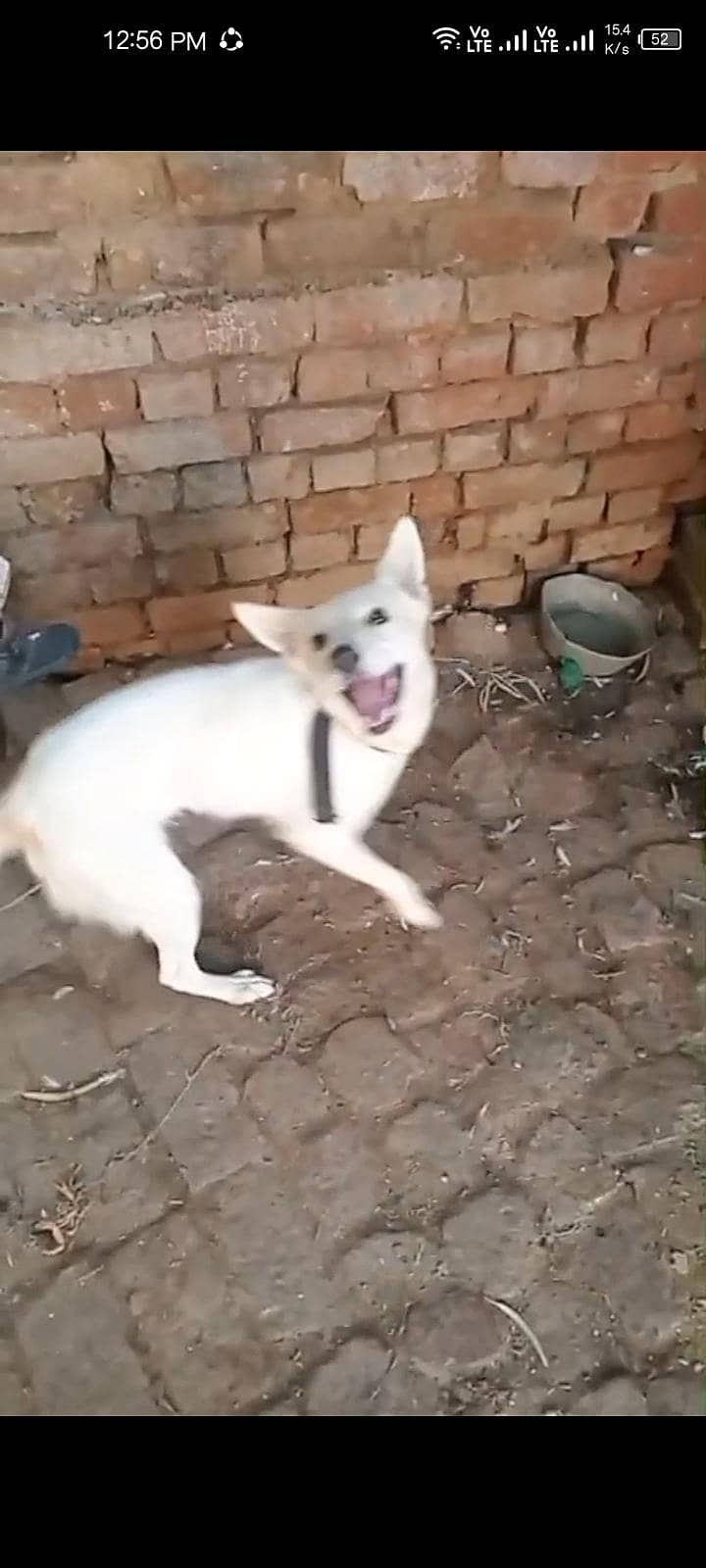 Russian dog available 1