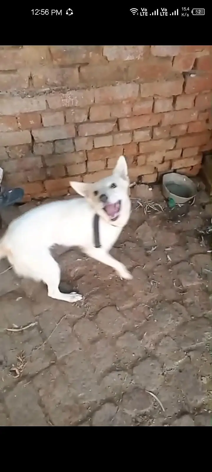 Russian dog available — photo 2