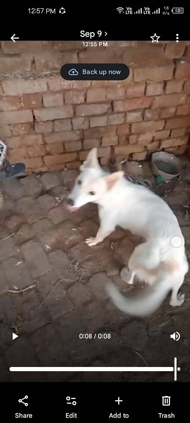 Russian dog available 2