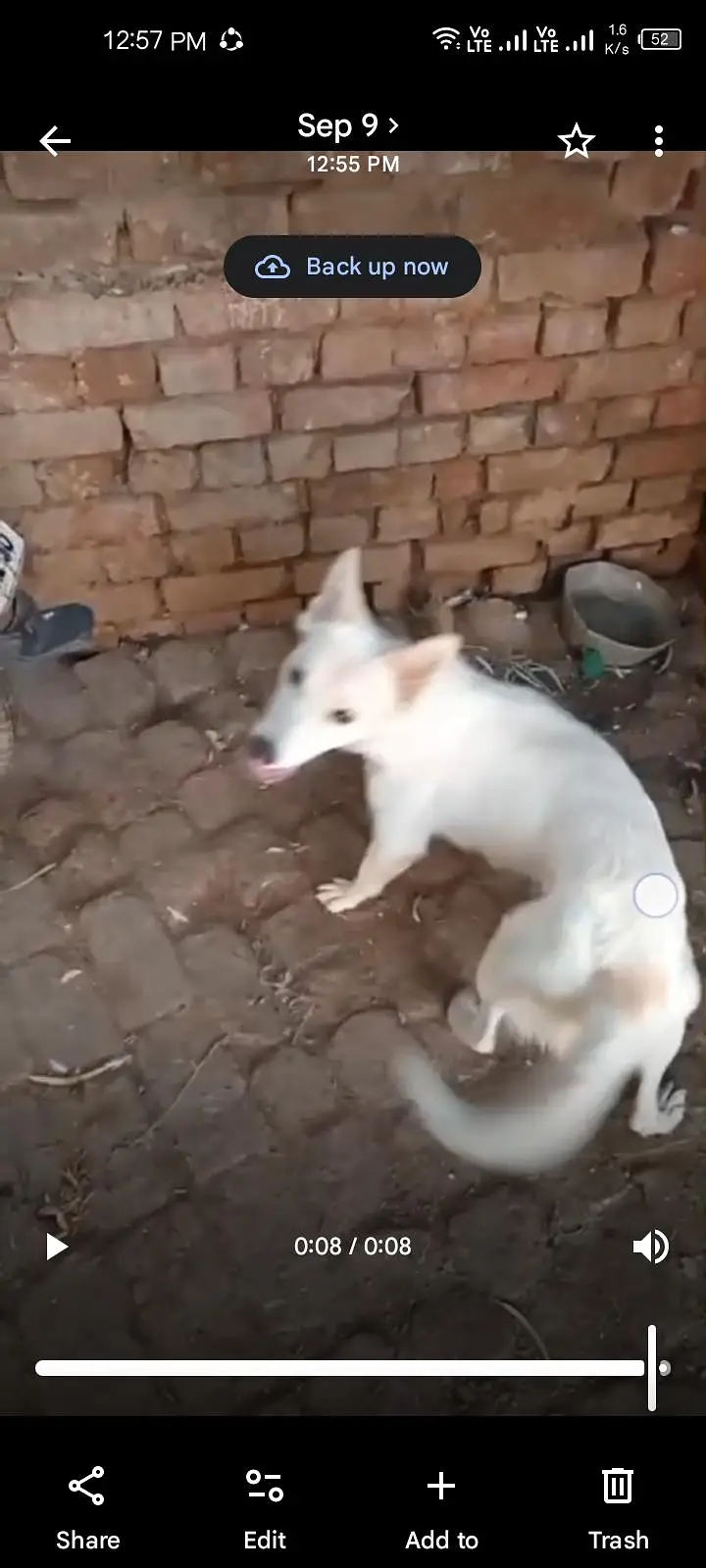 Russian dog available — photo 3