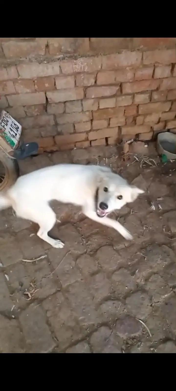 Russian dog available — photo 4