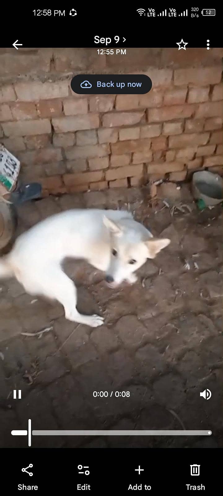 Russian dog available 4