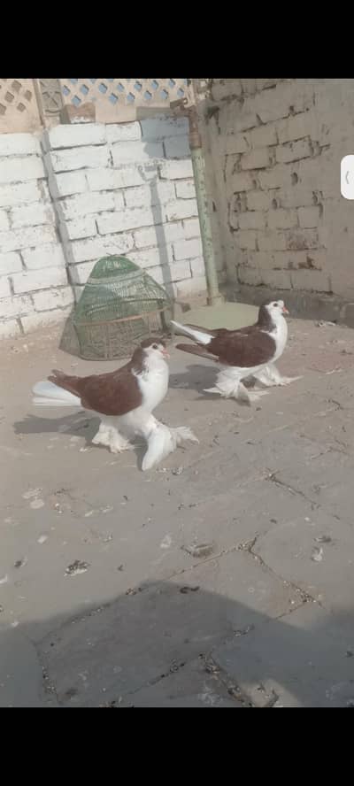 Lahorei German Sherazi