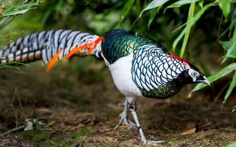 pecock chakoor parots phesant
