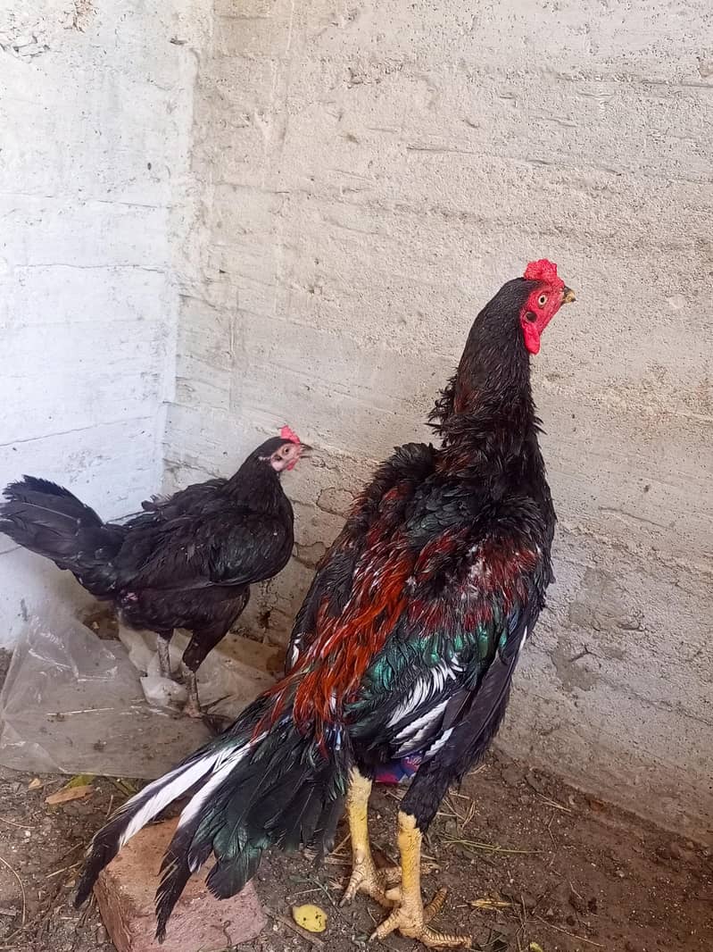 pure aseel Sindhi pair 0