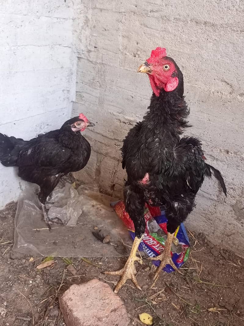 pure aseel Sindhi pair 2