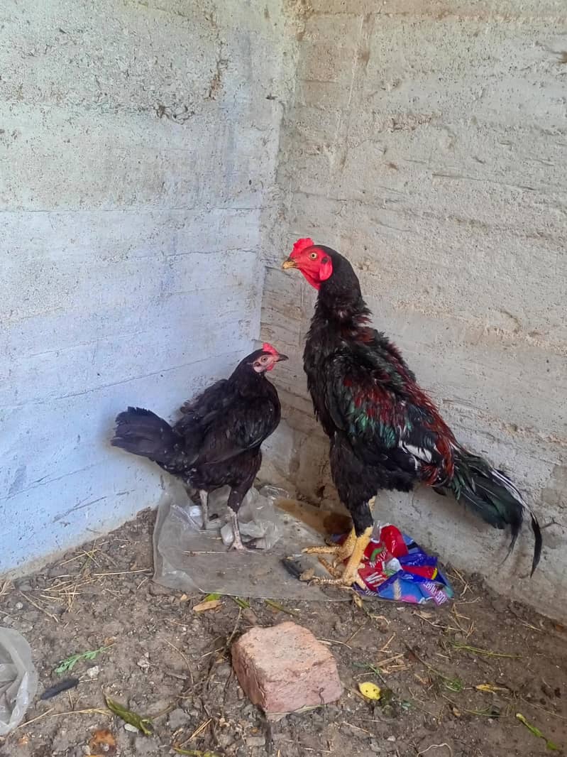 pure aseel Sindhi pair 3