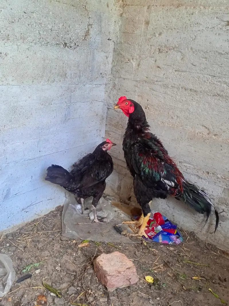 pure aseel Sindhi pair — photo 4