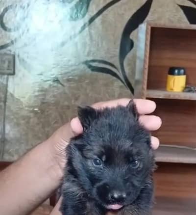 German shepherd puppy available