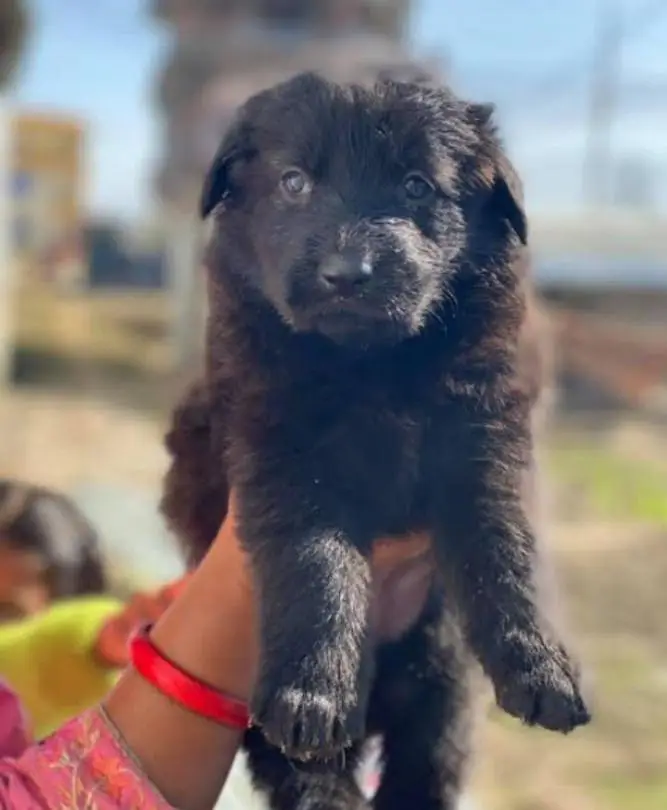 German shepherd puppy available — photo 2
