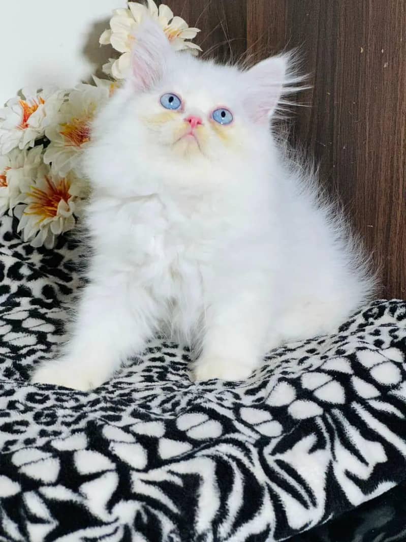 Punch face kitten 0