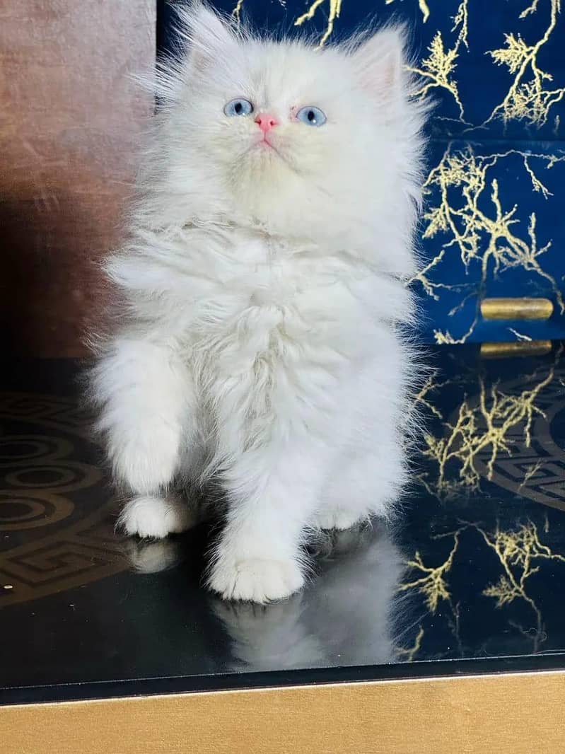 Punch face kitten 1