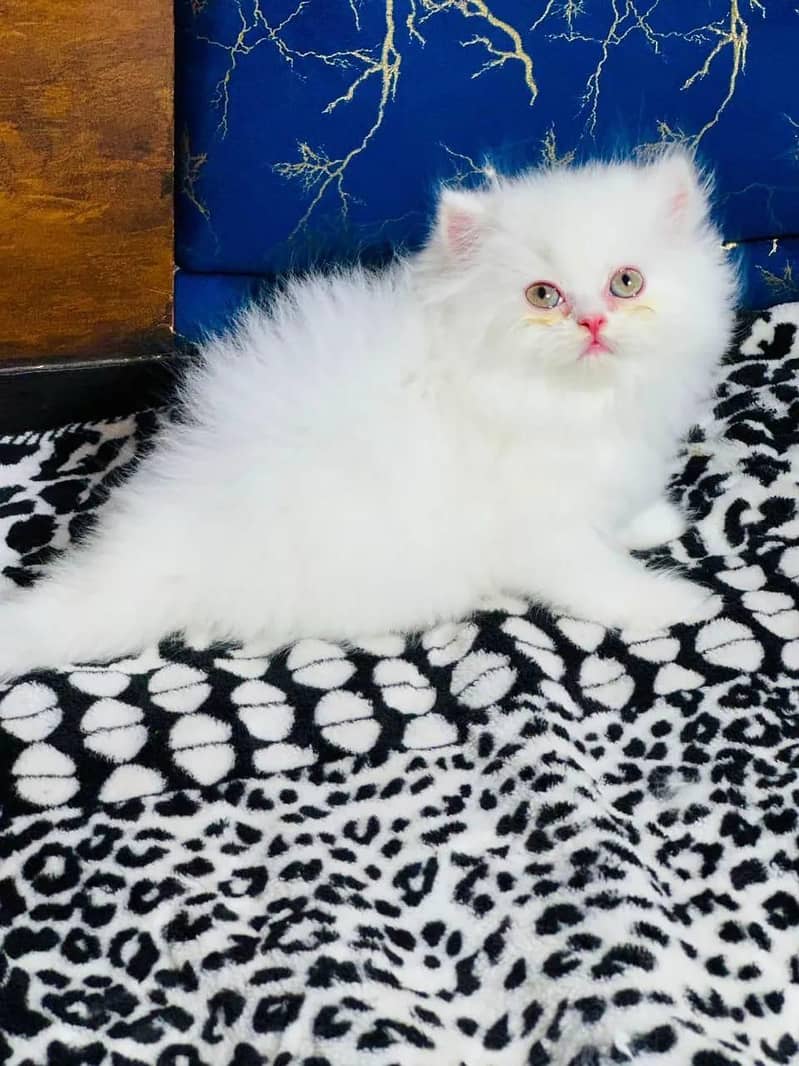 Punch face kitten 2