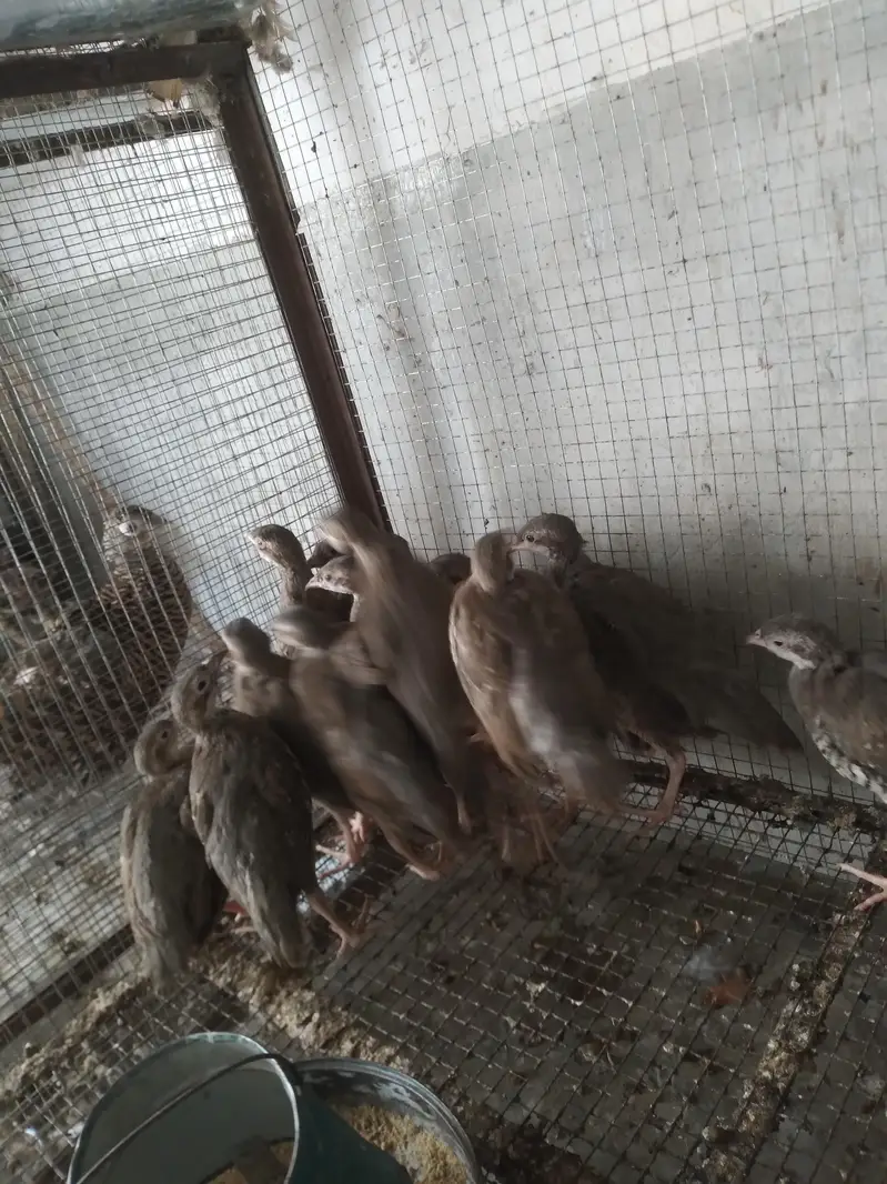 chakoor — photo 3