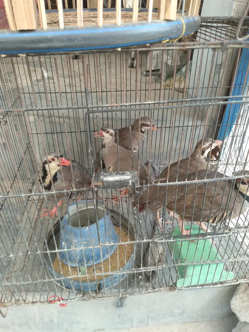 chakoor — photo 8
