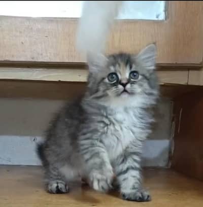 persian kitten /brown/fawn/calico  female /triple coat/ kitten
