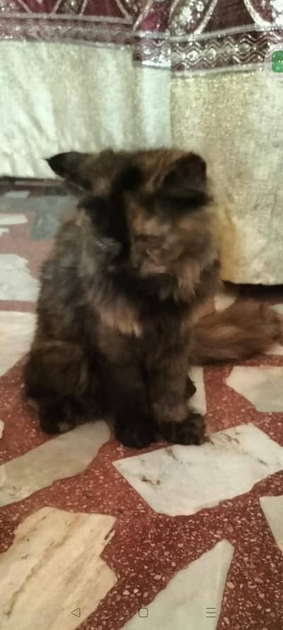 healthy Persian kitten 8 months