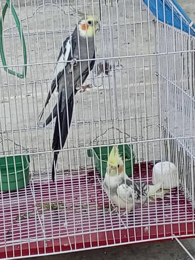 Beautiful Cocktail Parrot For Sale / Healthy and Active