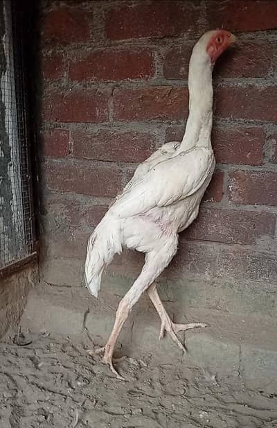 Pure White Japenese Shamo Phatta