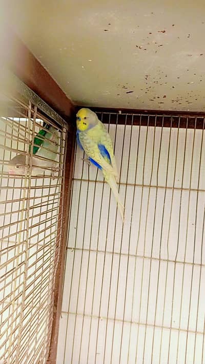budgie pairs or pigeon hai