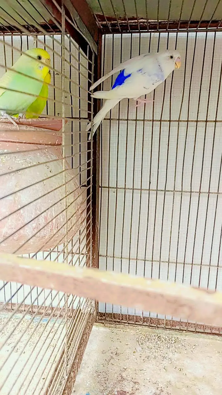 budgie pairs or pigeon hai — photo 2