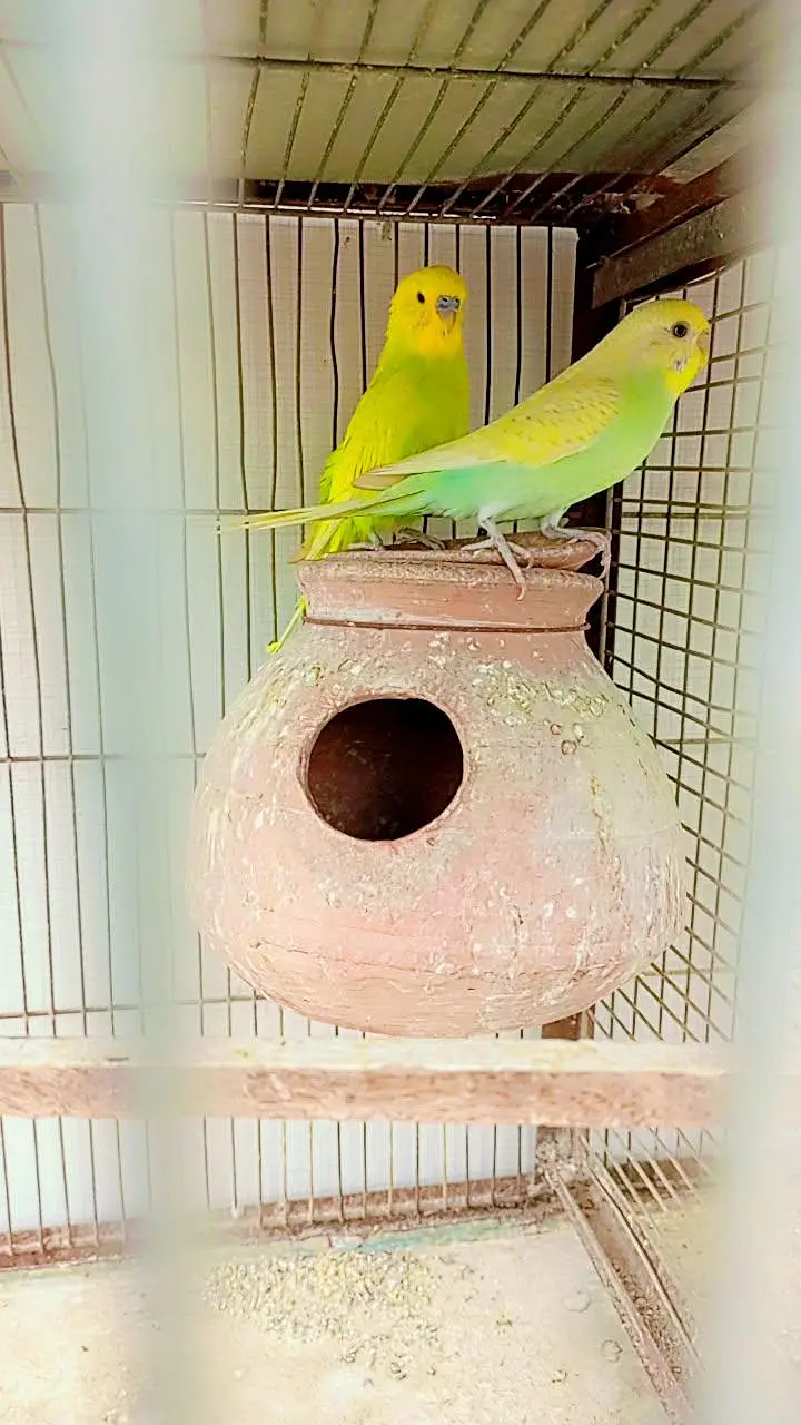 budgie pairs or pigeon hai — photo 3