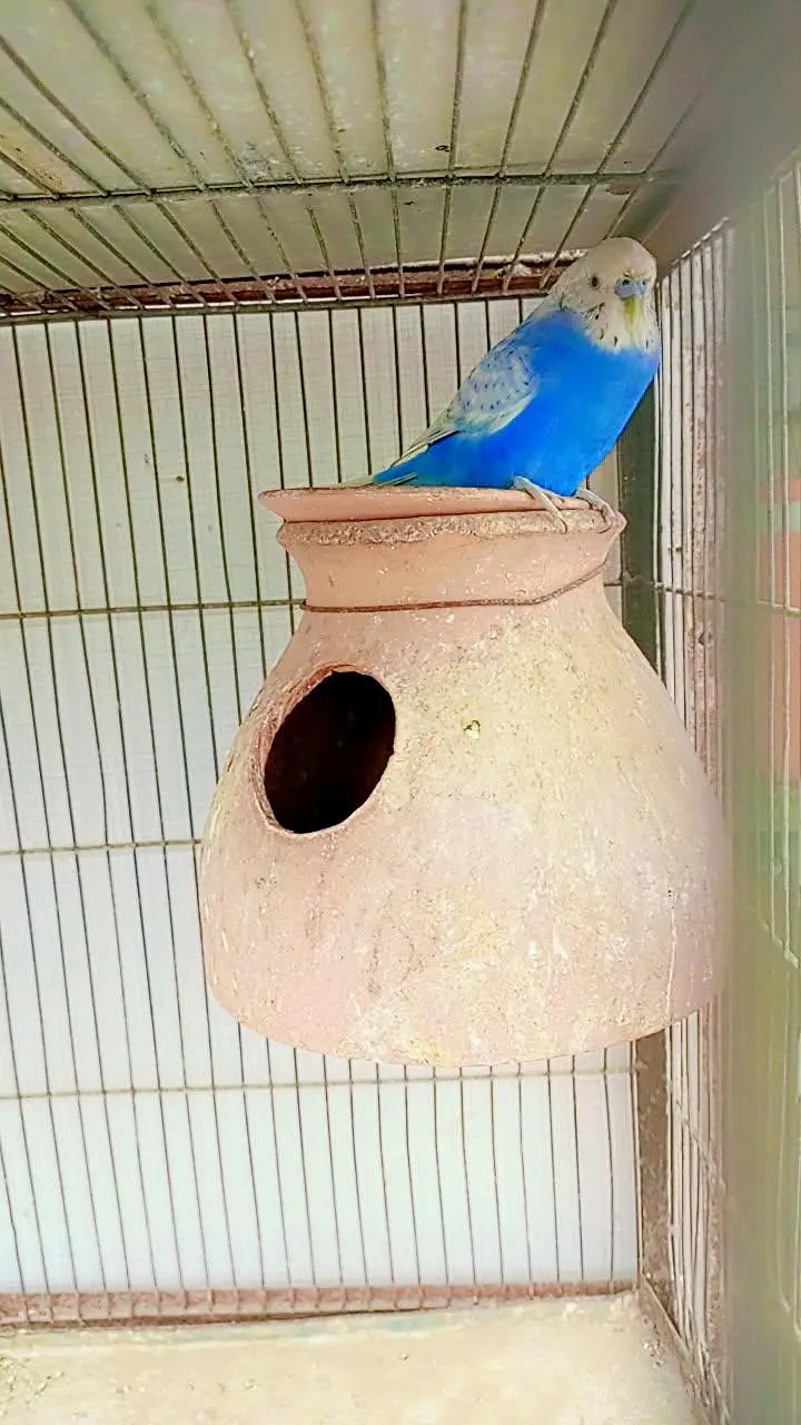 budgie pairs or pigeon hai — photo 4