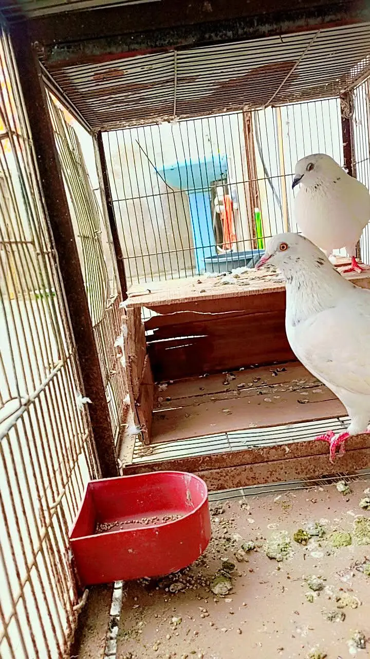 budgie pairs or pigeon hai — photo 5